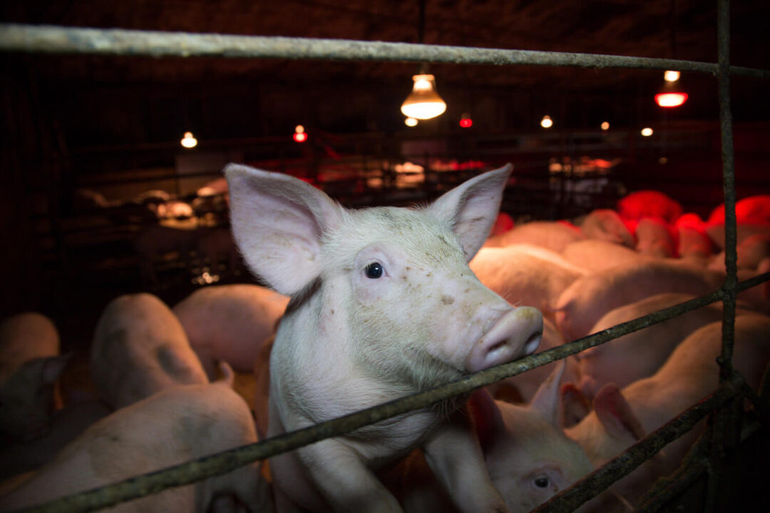 Schweine werden in Ställen auf engstem Raum eingesperrt, gemästet und anschließend geschlachtet. Dagegen hilft nur eine vegane Lebensweise.