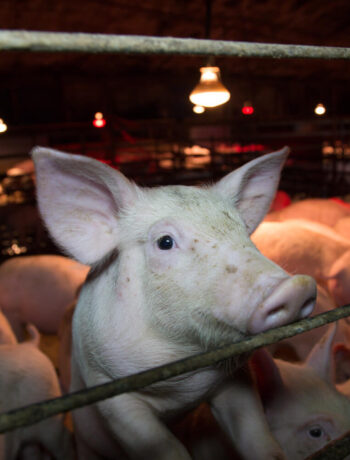 Schweine werden in Ställen auf engstem Raum eingesperrt, gemästet und anschließend geschlachtet. Dagegen hilft nur eine vegane Lebensweise.