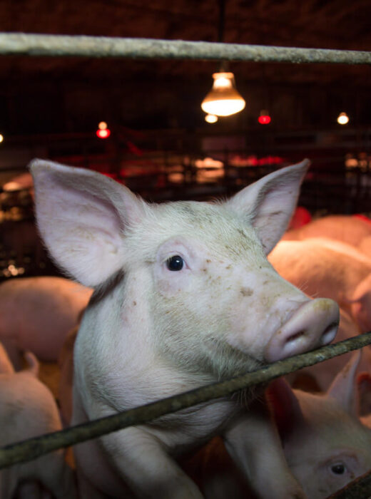 Schweine werden in Ställen auf engstem Raum eingesperrt, gemästet und anschließend geschlachtet. Dagegen hilft nur eine vegane Lebensweise.