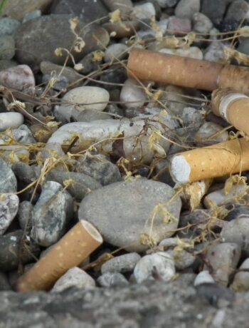 Kinderarbeit und schlechte Arbeitsbedingungen sind in der Tabakindustrie leider keine Seltenheit